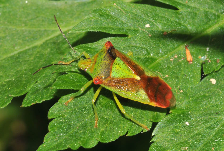 Pentatomoidea: Acanthosoma e Odontotarsus dell''Emilia (MO)